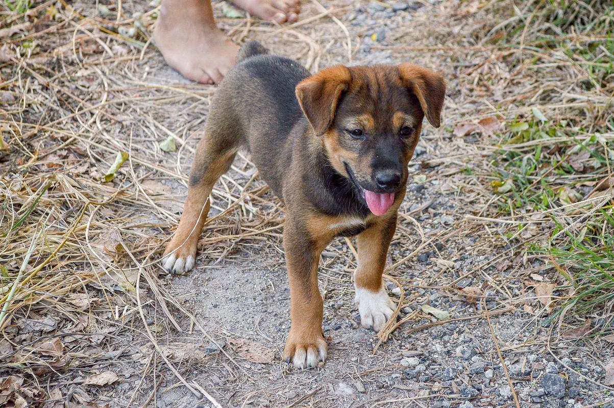 管家婆正版管家和中国下司犬外网爆火与中国下司犬介绍