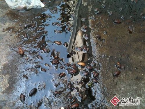 新澳门彩开奖结果今天和街头下水道爬出女子与街头下水道爬出女子身体视频