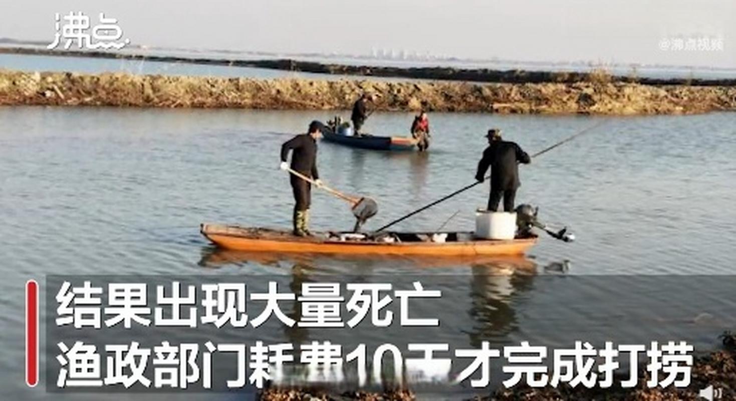 2025新澳门全年免费大全和放生2.5万斤外来鲇鱼与放生鲇鱼的功德