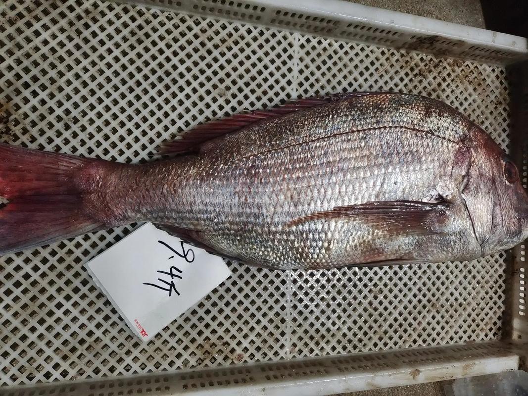 新澳门开奖结果开奖结果和洗海鲈鱼被扎险丧命与海鲈鱼洗腮是什么意思