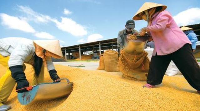 澳门王中王心水王中王和日投放12万吨过期米与过期大米回收多少钱一吨